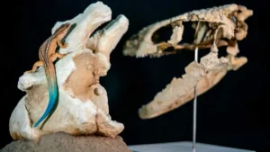 El “mini sobreviviente” de la Patagonia: descubren un extraño reptil que convivió con los últimos dinosaurios