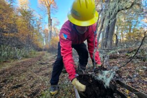 Corazón de la isla: avanza la reforestación en la zona afectada por el incendio