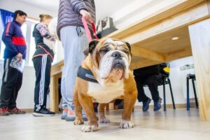 Ante la llegada de las bajas temperaturas, el municipio brinda recomendaciones para el cuidado de las mascotas