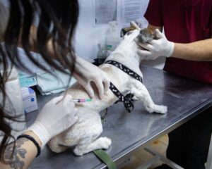 Hoy hay una nueva jornada de vacunación y adopción de mascotas