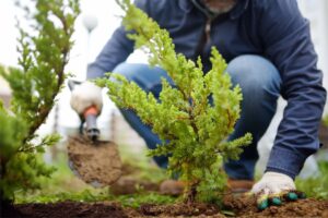 Está vigente el descuento en impuestos por plantar árboles en las veredas